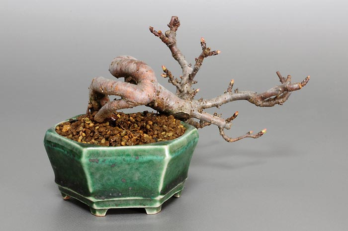 キミズミF-4（きみずみ・黄実酢実）実もの盆栽を左側から見た景色・Malus sieboldii f. toringo bonsai photo