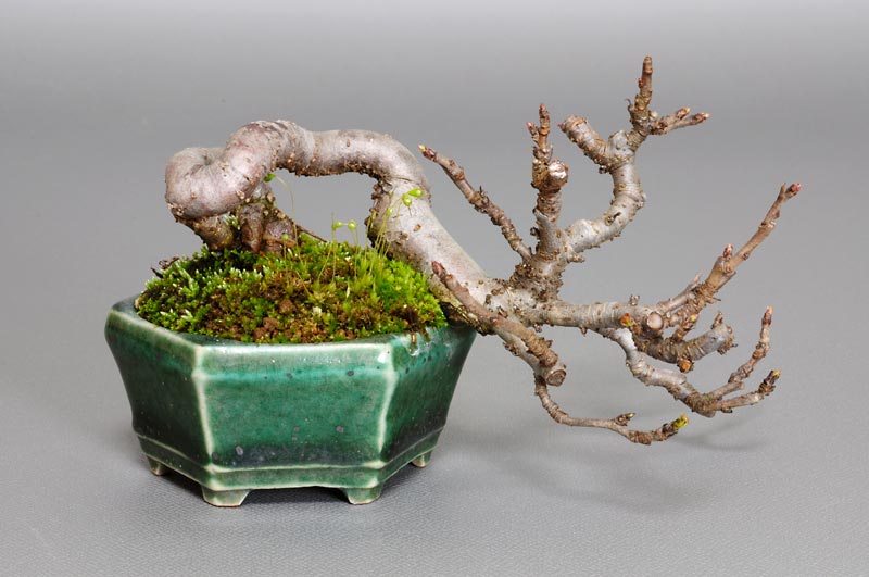 キミズミF（きみずみ・黄実酢実）実もの盆栽の販売と育て方・作り方・Malus sieboldii f. toringo bonsai photo