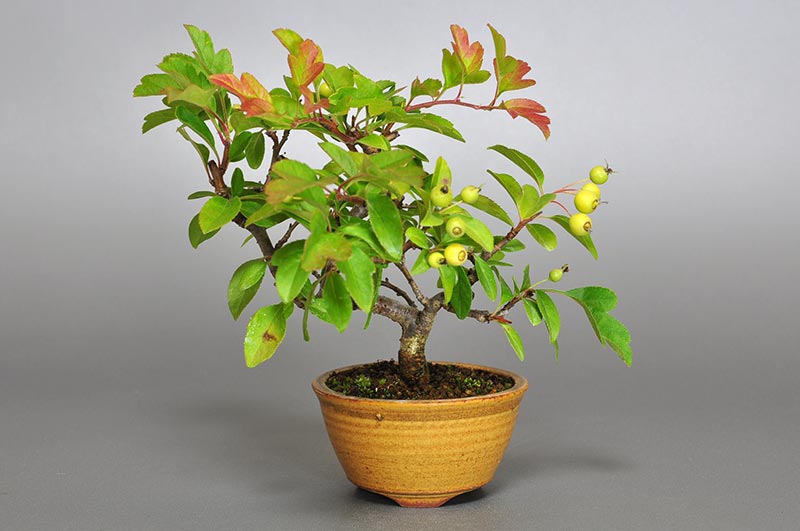 キミズミ-G1-1（きみずみ・黄実酢実）実もの盆栽の販売と育て方・作り方・Malus sieboldii f. toringo bonsai