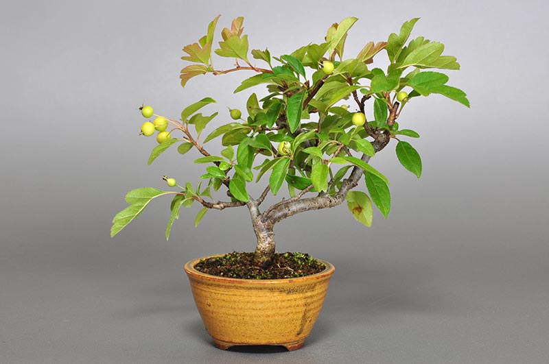 キミズミ-G1-1（きみずみ・黄実酢実）実もの盆栽を裏側から見た景色・Malus sieboldii f. toringo bonsai
