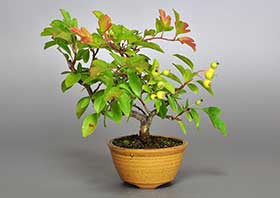盆栽・キミズミ-G1（きみずみ・黄実酢実）実もの盆栽の成長記録-1・Malus sieboldii f. toringo bonsai