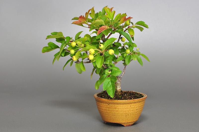 キミズミ-G1-1（きみずみ・黄実酢実）実もの盆栽を右側から見た景色・Malus sieboldii f. toringo bonsai