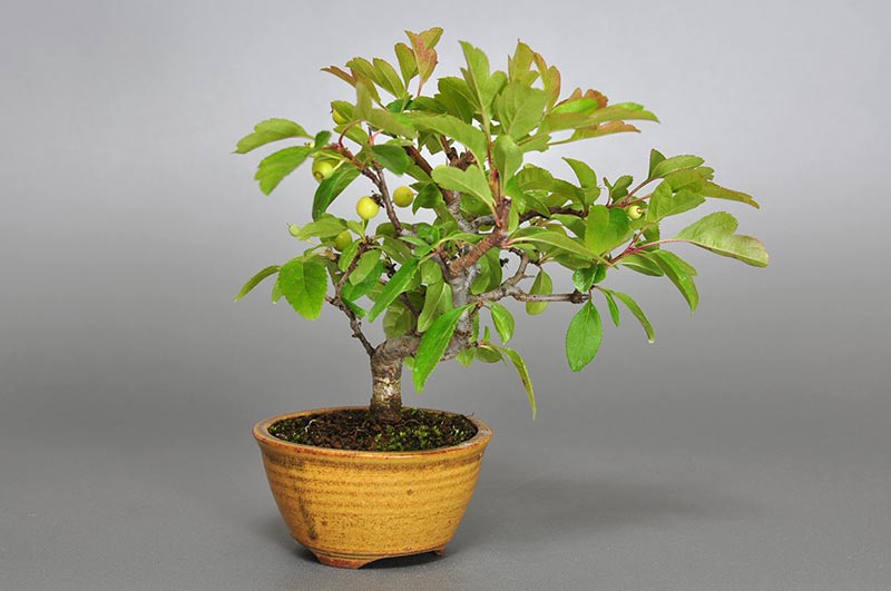 キミズミ-G1-1（きみずみ・黄実酢実）実もの盆栽を左側から見た景色・Malus sieboldii f. toringo bonsai