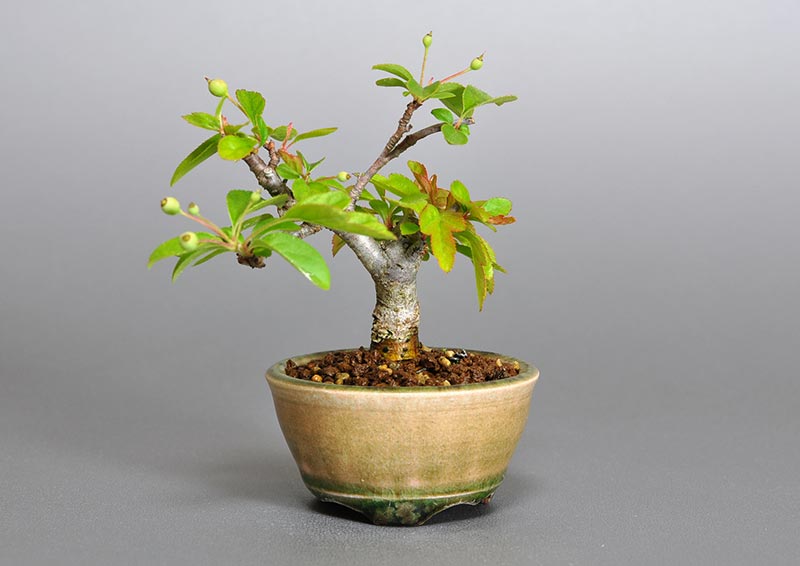 キミズミ-G1（きみずみ・黄実酢実）実もの盆栽の販売と育て方・作り方・Malus sieboldii f. toringo bonsai