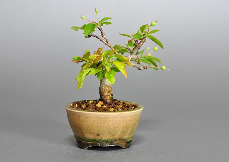 盆栽・キミズミ-G1（きみずみ・黄実酢実）実もの盆栽を裏側から見た景色・Malus sieboldii f. toringo bonsai