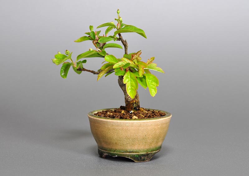 盆栽・キミズミ-G1（きみずみ・黄実酢実）実もの盆栽を右側から見た景色・Malus sieboldii f. toringo bonsai