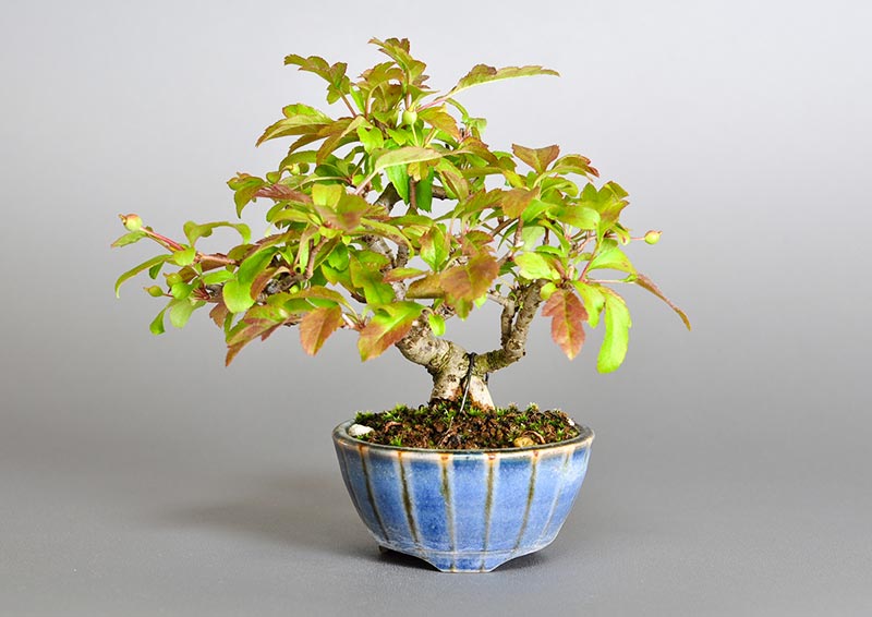 キミズミL-1（きみずみ・黄実酢実）実もの盆栽の販売と育て方・作り方・Malus sieboldii f. toringo bonsai photo