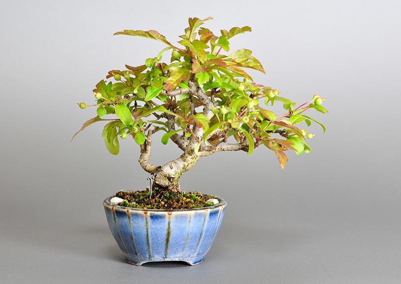 キミズミL（きみずみ・黄実酢実）実もの盆栽を裏側から見た景色・Malus sieboldii f. toringo bonsai photo