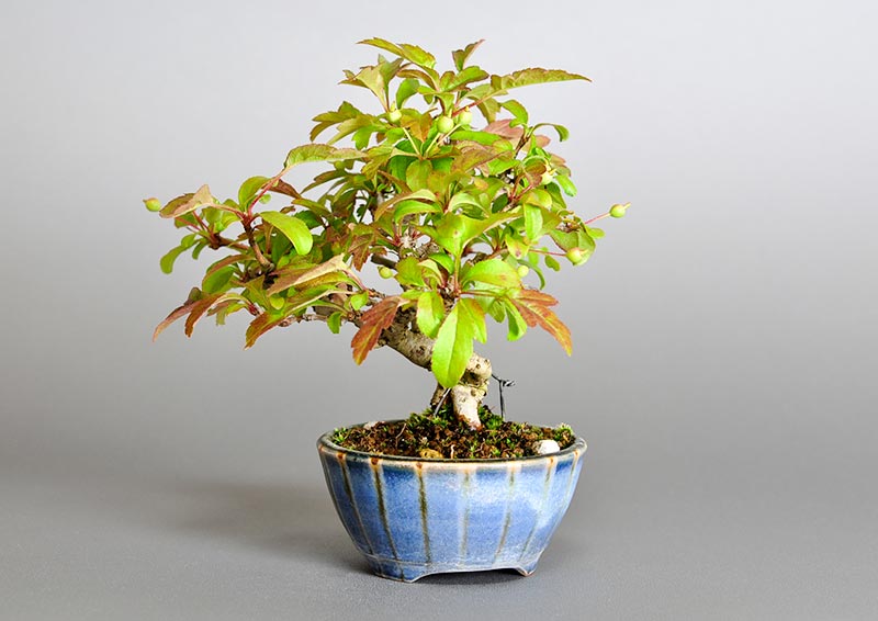 キミズミL（きみずみ・黄実酢実）実もの盆栽を右側から見た景色・Malus sieboldii f. toringo bonsai photo