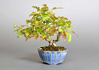 キミズミL（きみずみ・黄実酢実）実もの盆栽の成長記録-1・Malus sieboldii f. toringo bonsai