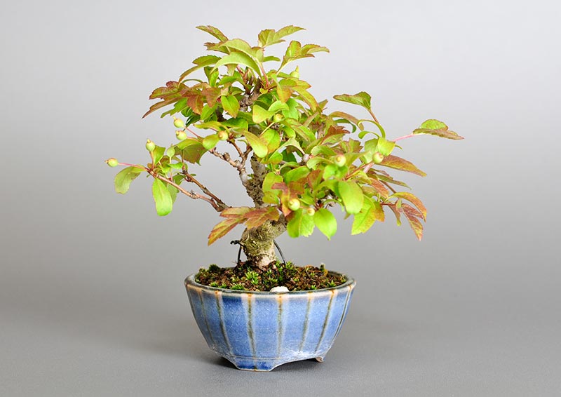 キミズミL（きみずみ・黄実酢実）実もの盆栽を左側から見た景色・Malus sieboldii f. toringo bonsai photo