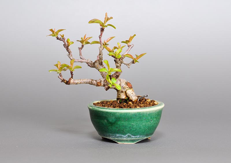 キミズミL（きみずみ・黄実酢実）実もの盆栽の販売と育て方・作り方・Malus sieboldii f. toringo bonsai photo