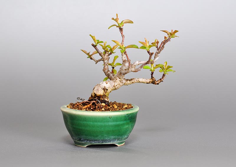 キミズミL（きみずみ・黄実酢実）実もの盆栽を裏側から見た景色・Malus sieboldii f. toringo bonsai photo