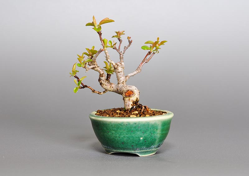 キミズミL（きみずみ・黄実酢実）実もの盆栽を右側から見た景色・Malus sieboldii f. toringo bonsai photo