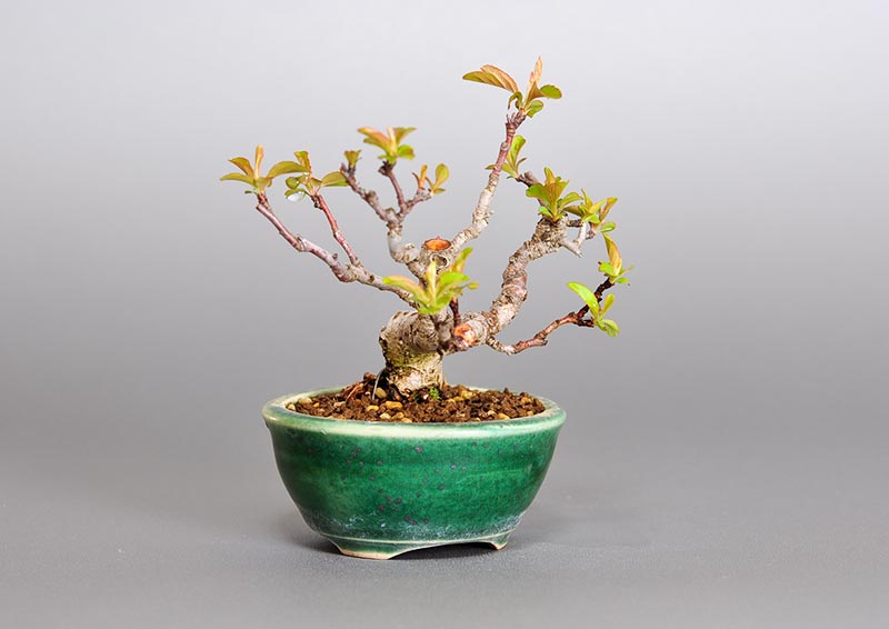 キミズミL（きみずみ・黄実酢実）実もの盆栽を左側から見た景色・Malus sieboldii f. toringo bonsai photo