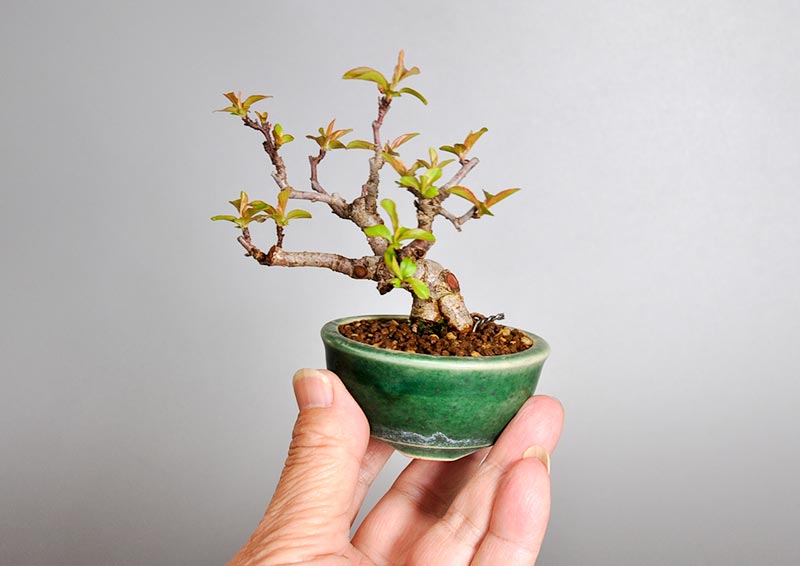 キミズミL（きみずみ・黄実酢実）実もの盆栽を別側見た景色・Malus sieboldii f. toringo bonsai photo
