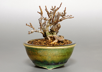 キミズミN・ズミ（きみずみ・ずみ｜黄実酢実）盆栽の成長記録-1・Malus sieboldii f. toringo bonsai