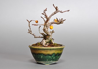 キミズミN・ズミ（きみずみ・ずみ｜黄実酢実）盆栽の成長記録-1・Malus sieboldii f. toringo bonsai