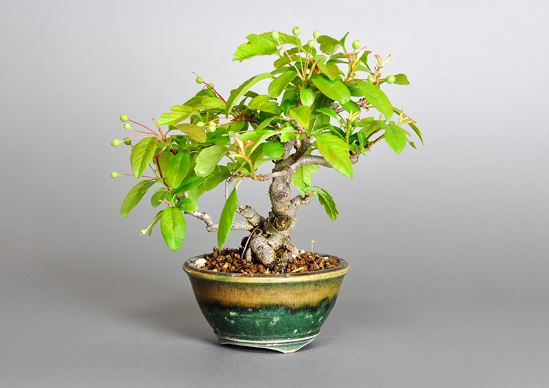 キミズミN・ズミ（きみずみ・ずみ｜黄実酢実）実もの盆栽を表側から見た景色・Malus sieboldii f. toringo bonsai