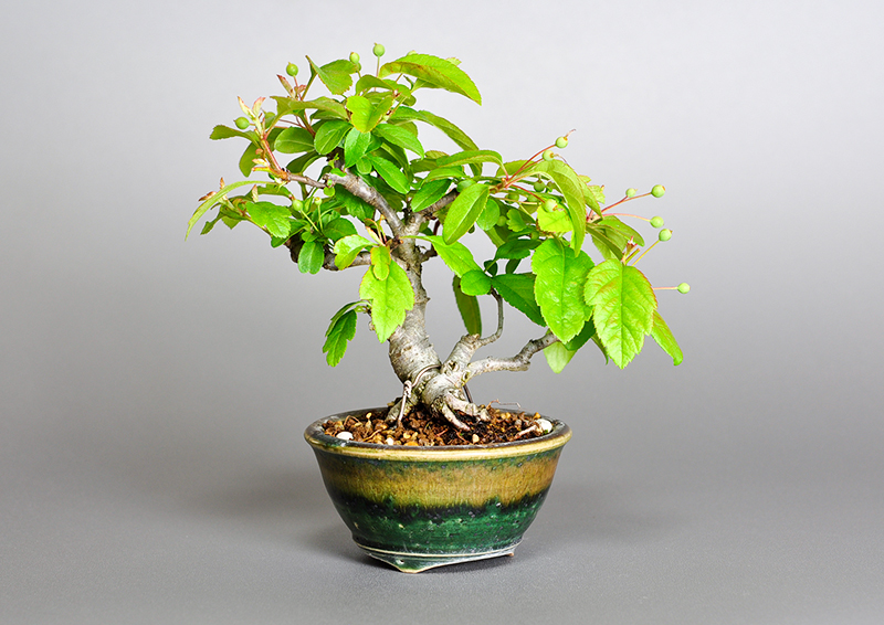 キミズミN・ズミ（きみずみ・ずみ｜黄実酢実）実もの盆栽を裏側から見た景色・Malus sieboldii f. toringo bonsai
