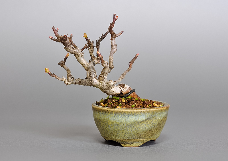 キミズミ-N1・ズミ（きみずみ・ずみ｜黄実酢実）実もの盆栽を表側から見た景色・Malus sieboldii f. toringo bonsai