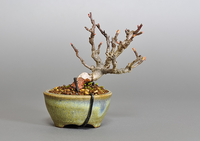 キミズミ-N1・ズミ（きみずみ・ずみ｜黄実酢実）実もの盆栽を裏側から見た景色・Malus sieboldii f. toringo bonsai