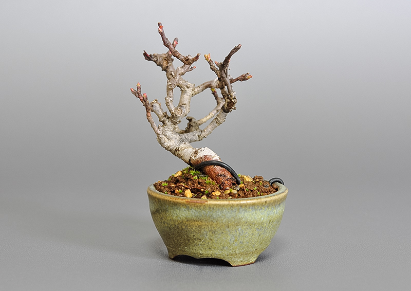 キミズミ-N1・ズミ（きみずみ・ずみ｜黄実酢実）実もの盆栽を右側から見た景色・Malus sieboldii f. toringo bonsai