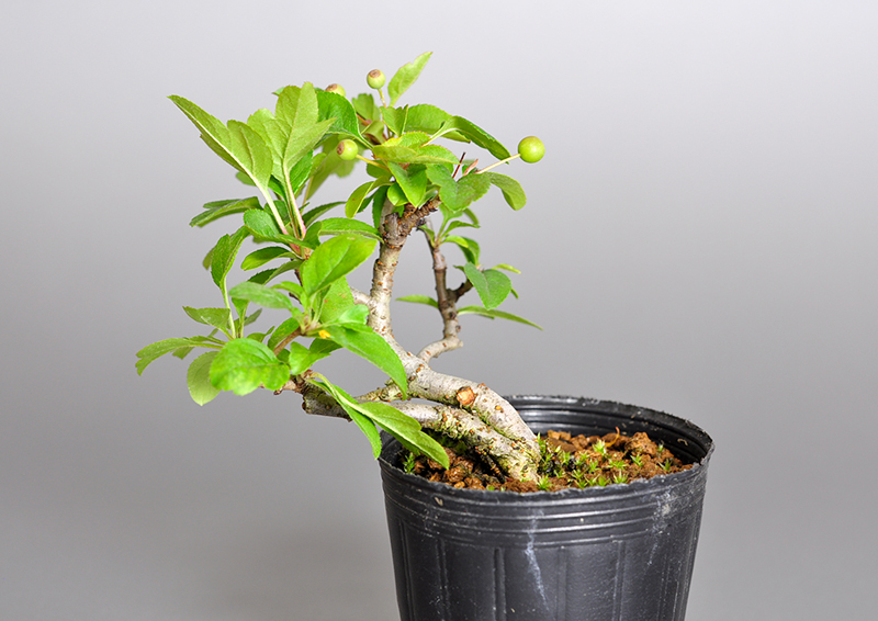 キミズミO・ズミ（きみずみ・ずみ｜黄実酢実）実もの盆栽を表側から見た景色・Malus sieboldii f. toringo bonsai