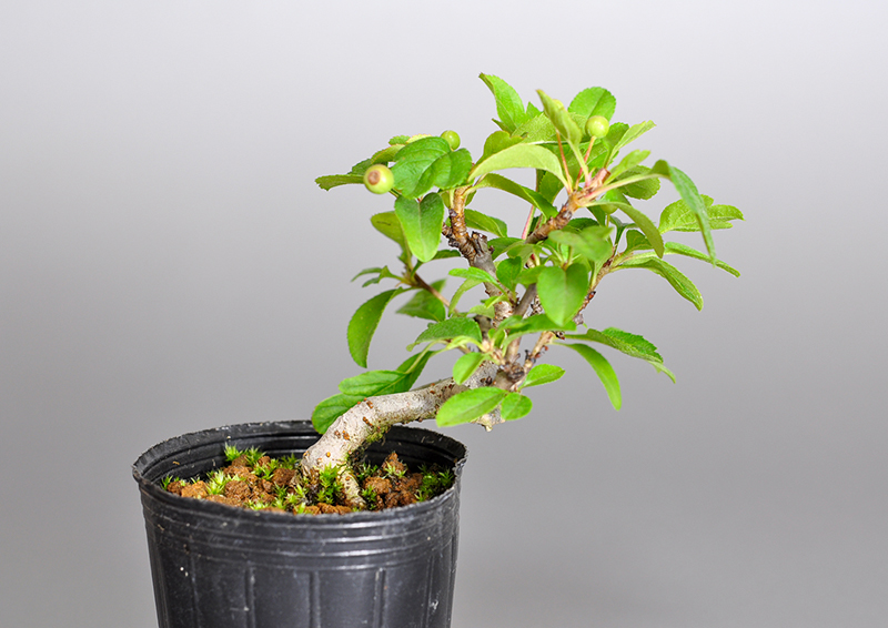 キミズミO・ズミ（きみずみ・ずみ｜黄実酢実）実もの盆栽を裏側から見た景色・Malus sieboldii f. toringo bonsai