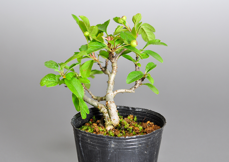 キミズミO・ズミ（きみずみ・ずみ｜黄実酢実）実もの盆栽を右側から見た景色・Malus sieboldii f. toringo bonsai
