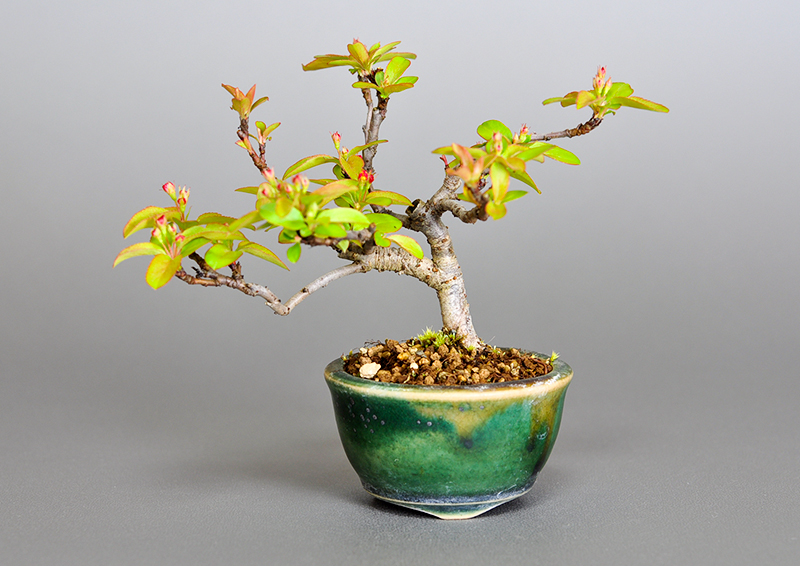 キミズミ-O1・ズミ（きみずみ・ずみ｜黄実酢実）実もの盆栽を表側から見た景色・Malus sieboldii f. toringo bonsai