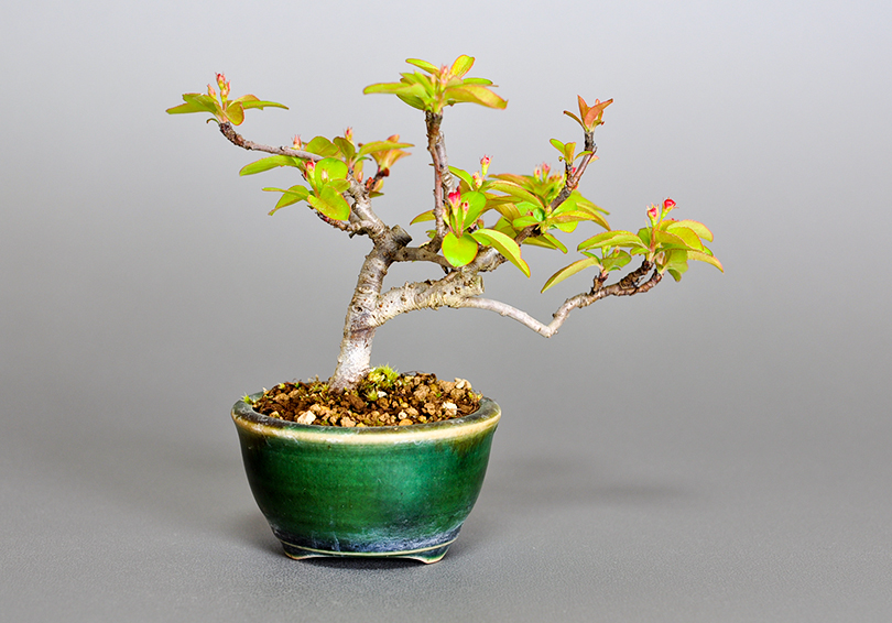 キミズミ-O1・ズミ（きみずみ・ずみ｜黄実酢実）実もの盆栽を裏側から見た景色・Malus sieboldii f. toringo bonsai