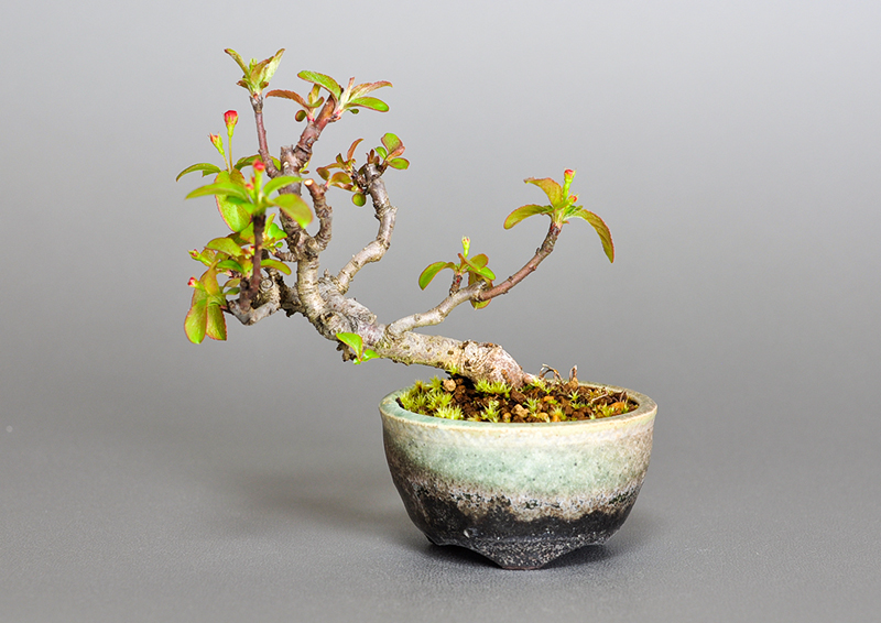 キミズミ-P1・ズミ（きみずみ・ずみ｜黄実酢実）実もの盆栽を表側から見た景色・Malus sieboldii f. toringo bonsai