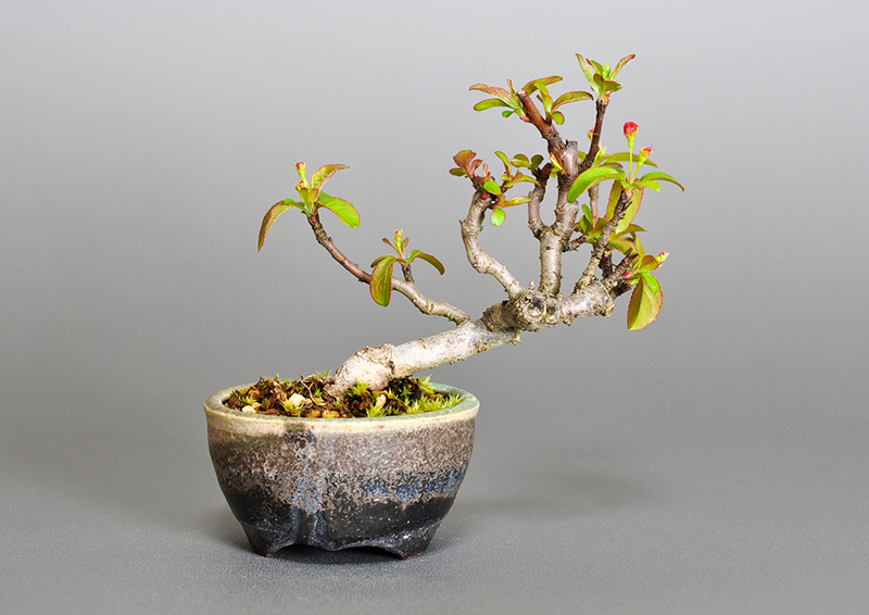 キミズミ-P1・ズミ（きみずみ・ずみ｜黄実酢実）実もの盆栽を裏側から見た景色・Malus sieboldii f. toringo bonsai