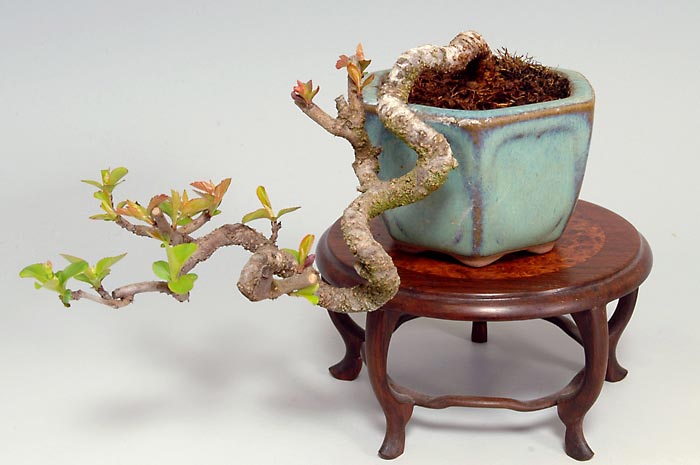 キミズミQ（きみずみ・黄実酢実）実もの盆栽の販売と育て方・作り方・Malus sieboldii f. toringo bonsai