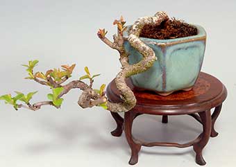 キミズミ-Q・ズミ（きみずみ・ずみ・黄実酢実）盆栽の樹作りの参考樹形・Malus sieboldii f. toringo Best bonsai