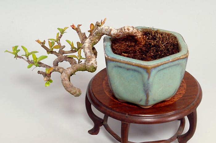 豆盆栽・キミズミQ（きみずみ・黄実酢実）実もの盆栽を右側から見た景色・Malus sieboldii f. toringo bonsai
