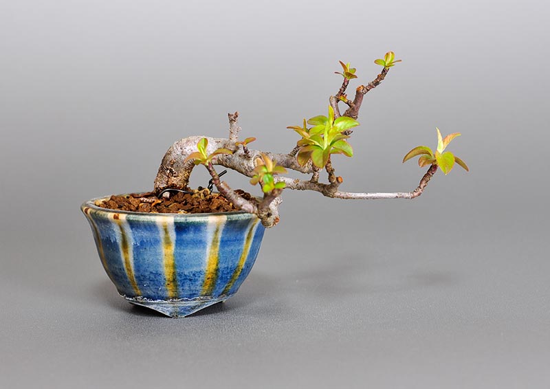 キミズミ-Q1（きみずみ・黄実酢実）黄実酢実の販売と育て方・作り方・Malus sieboldii f. toringo bonsai