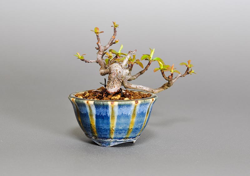 キミズミ-Q1（きみずみ・黄実酢実）実もの盆栽を左側から見た景色・Malus sieboldii f. toringo bonsai