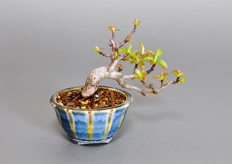 キミズミ-Q1（きみずみ・黄実酢実）実もの盆栽を別側から見た景色・Malus sieboldii f. toringo bonsai