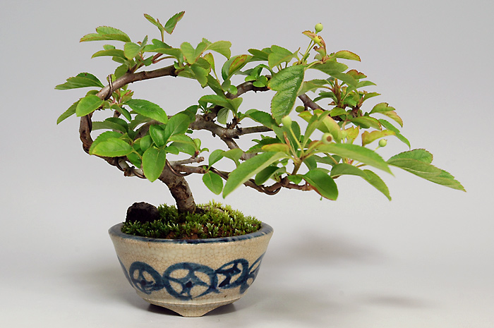 キミズミR（きみずみ・黄実酢実）実もの盆栽の販売と育て方・作り方・Malus sieboldii f. toringo bonsai