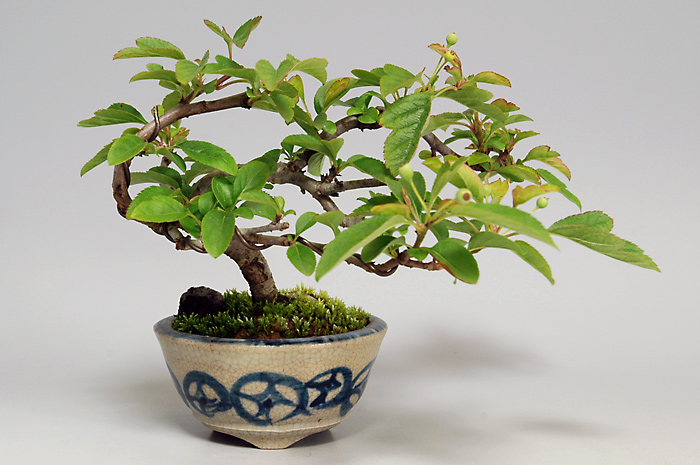 キミズミ-R(きみずみ・黄実酢実)黄実酢実の販売と育て方・作り方・Malus sieboldii f. toringo bonsai