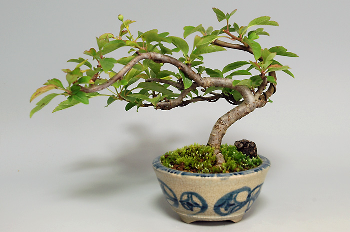 キミズミ-R(きみずみ・黄実酢実)実もの盆栽を裏側から見た景色・Malus sieboldii f. toringo bonsai