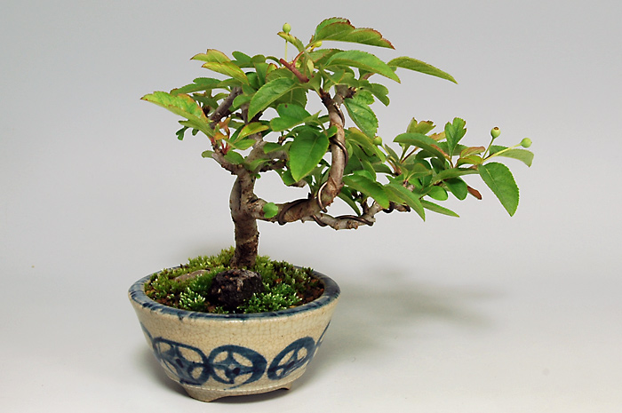 キミズミ-R（きみずみ・黄実酢実）実もの盆栽を左側から見た景色・Malus sieboldii f. toringo bonsai