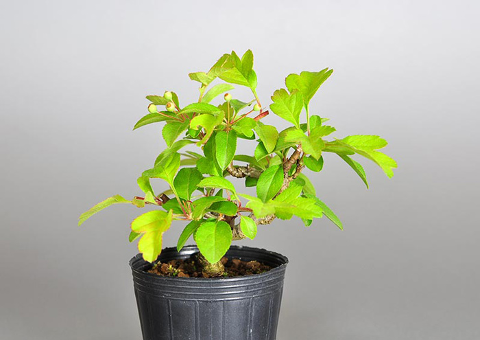 キミズミ-R1（きみずみ・黄実酢実）実もの盆栽の販売と育て方・作り方・Malus sieboldii f. toringo bonsai