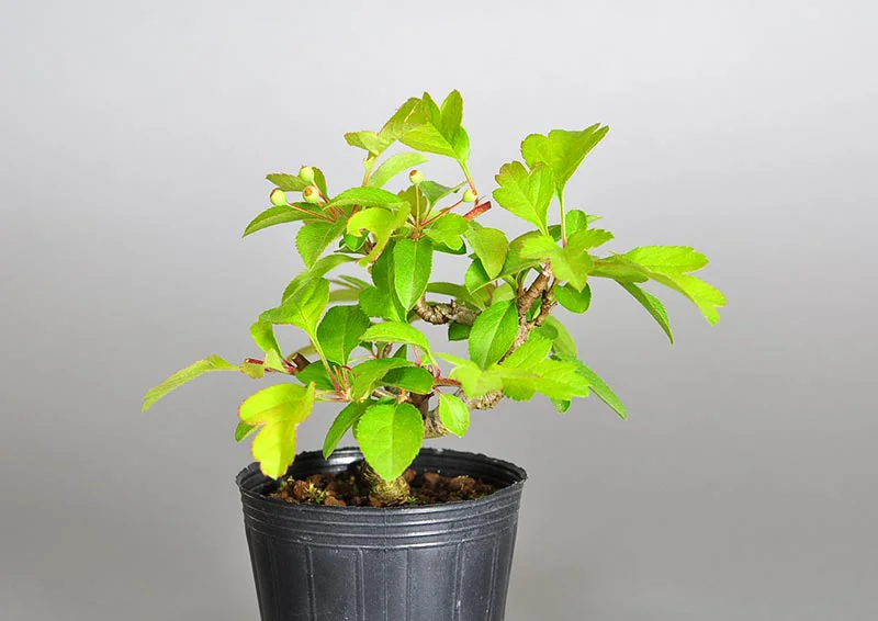 キミズミ-R1（きみずみ・黄実酢実）黄実酢実の販売と育て方・作り方・Malus sieboldii f. toringo bonsai