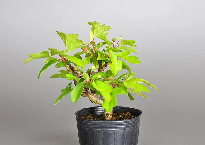 キミズミ-R1（きみずみ・黄実酢実）実もの盆栽を裏側から見た景色・Malus sieboldii f. toringo bonsai