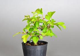 キミズミ-R1（黄実酢実盆栽）Malus sieboldii f. toringo bonsaiの販売・通販店｜Bonsai trees Shop