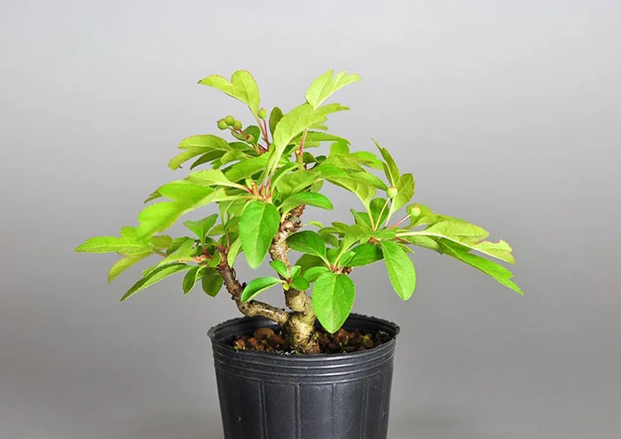 キミズミ-R1（きみずみ・黄実酢実）実もの盆栽を右側から見た景色・Malus sieboldii f. toringo bonsai