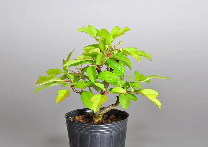 キミズミ-R1（きみずみ・黄実酢実）実もの盆栽を左側から見た景色・Malus sieboldii f. toringo bonsai